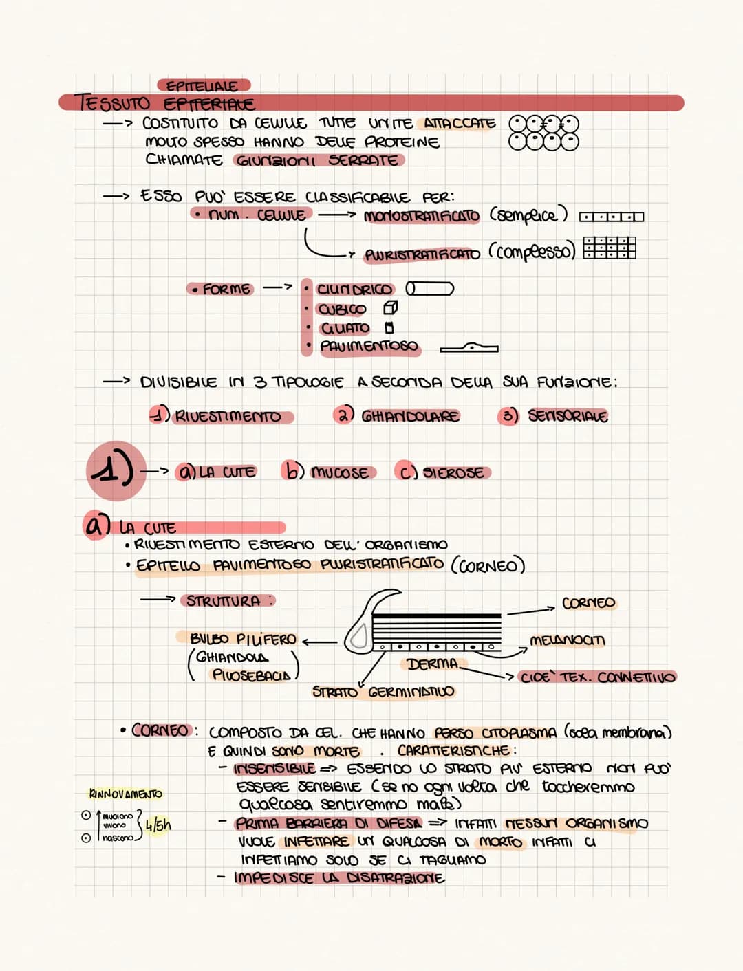 .……………….
DIFFERENZA TRA ANATOMIA E FISIOLOGIA?
•FISIOLOGIA: COME FUNCIONA
• ANATOMIA: COME SONO FATTI (strutture)
PROVOGO
4 GRUPPI DI CELWIE