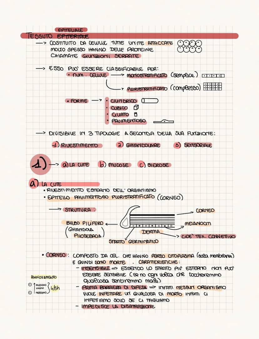 .……………….
DIFFERENZA TRA ANATOMIA E FISIOLOGIA?
•FISIOLOGIA: COME FUNCIONA
• ANATOMIA: COME SONO FATTI (strutture)
PROVOGO
4 GRUPPI DI CELWIE