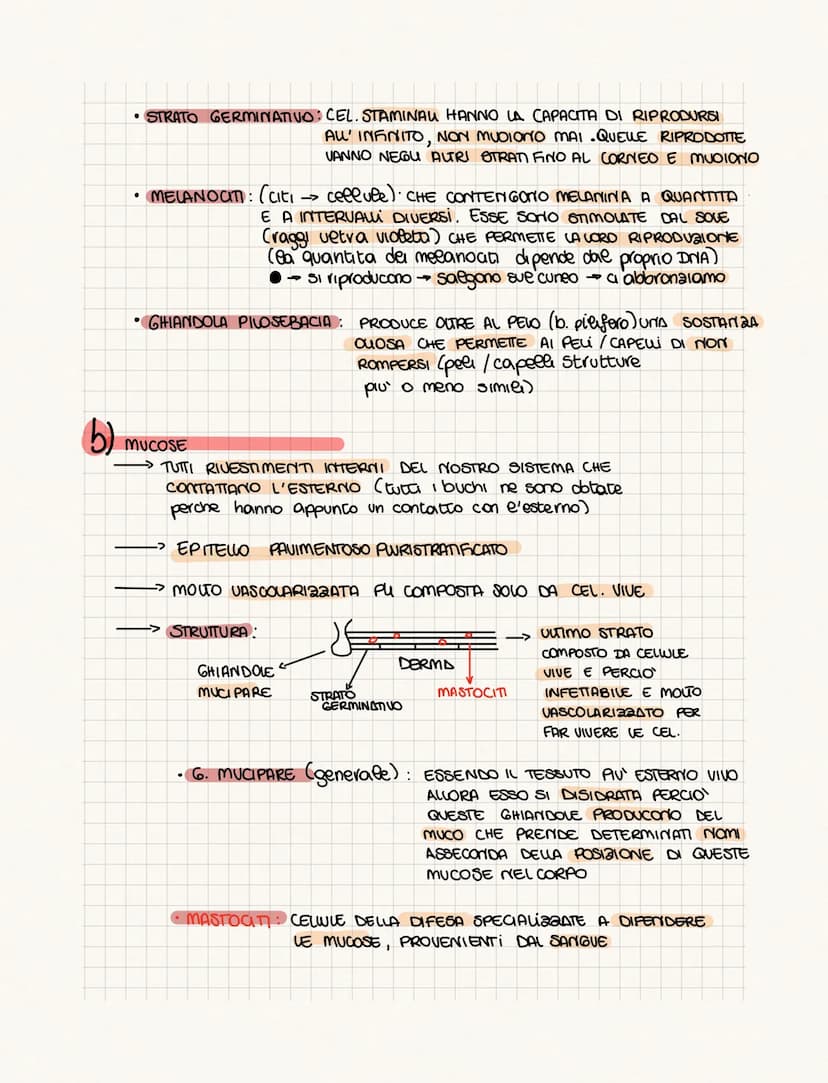 .……………….
DIFFERENZA TRA ANATOMIA E FISIOLOGIA?
•FISIOLOGIA: COME FUNCIONA
• ANATOMIA: COME SONO FATTI (strutture)
PROVOGO
4 GRUPPI DI CELWIE