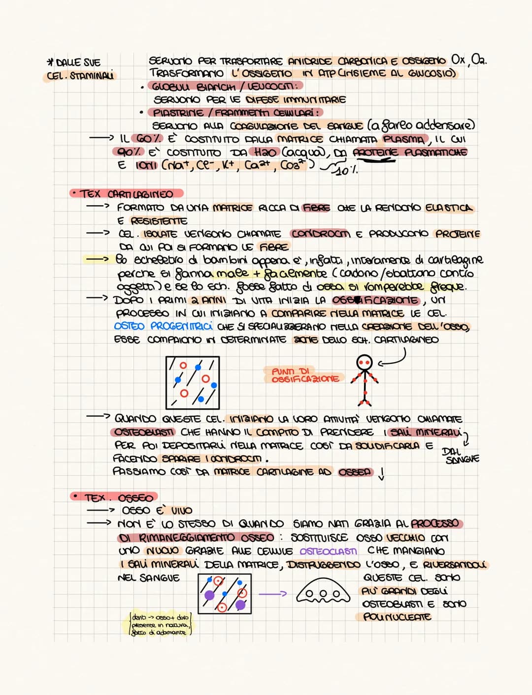 .……………….
DIFFERENZA TRA ANATOMIA E FISIOLOGIA?
•FISIOLOGIA: COME FUNCIONA
• ANATOMIA: COME SONO FATTI (strutture)
PROVOGO
4 GRUPPI DI CELWIE
