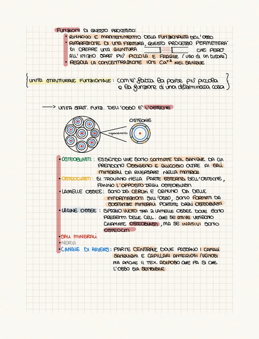 .……………….
DIFFERENZA TRA ANATOMIA E FISIOLOGIA?
•FISIOLOGIA: COME FUNCIONA
• ANATOMIA: COME SONO FATTI (strutture)
PROVOGO
4 GRUPPI DI CELWIE