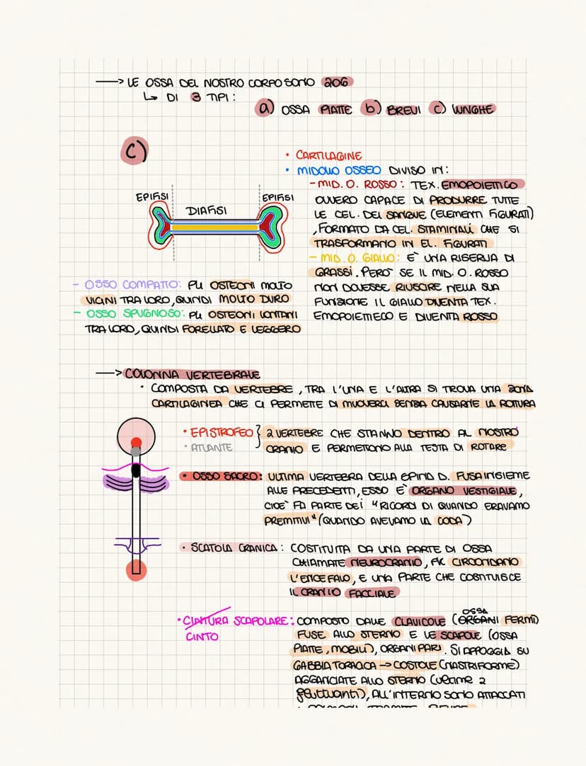 .……………….
DIFFERENZA TRA ANATOMIA E FISIOLOGIA?
•FISIOLOGIA: COME FUNCIONA
• ANATOMIA: COME SONO FATTI (strutture)
PROVOGO
4 GRUPPI DI CELWIE