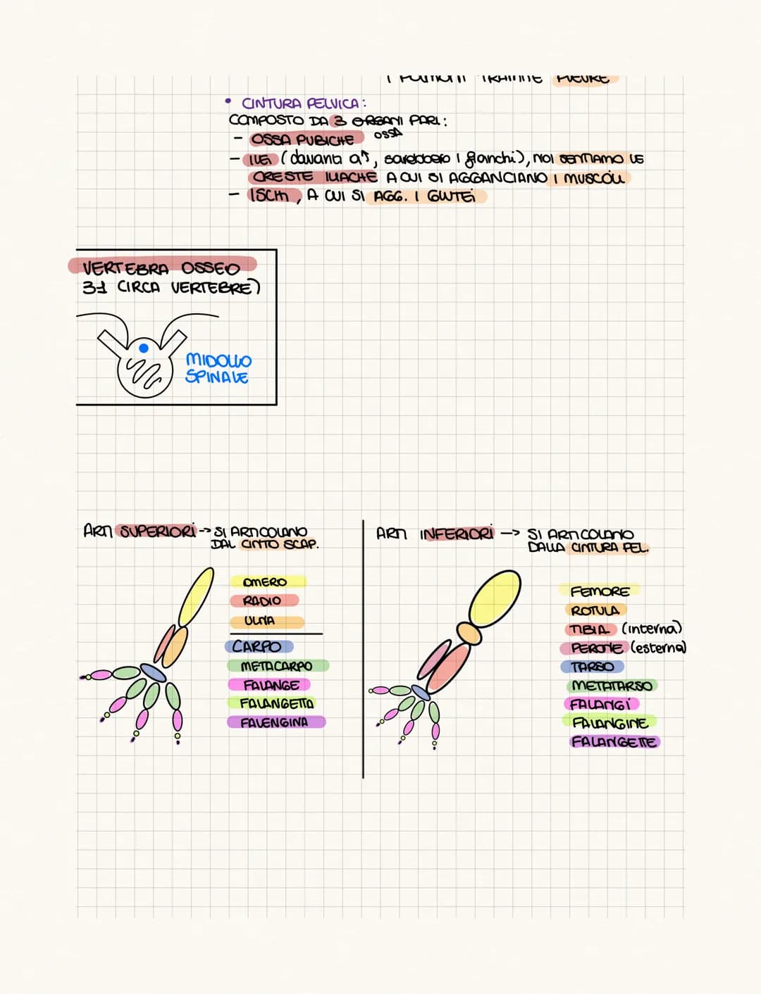 .……………….
DIFFERENZA TRA ANATOMIA E FISIOLOGIA?
•FISIOLOGIA: COME FUNCIONA
• ANATOMIA: COME SONO FATTI (strutture)
PROVOGO
4 GRUPPI DI CELWIE