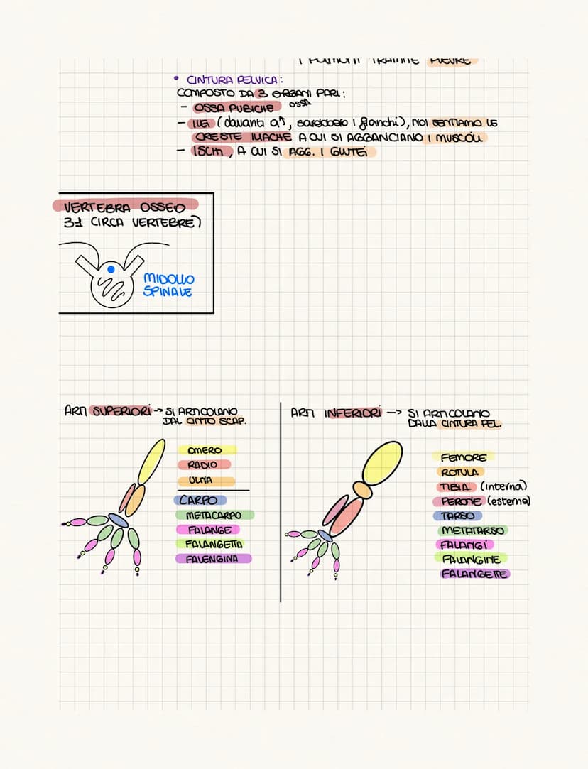.……………….
DIFFERENZA TRA ANATOMIA E FISIOLOGIA?
•FISIOLOGIA: COME FUNCIONA
• ANATOMIA: COME SONO FATTI (strutture)
PROVOGO
4 GRUPPI DI CELWIE