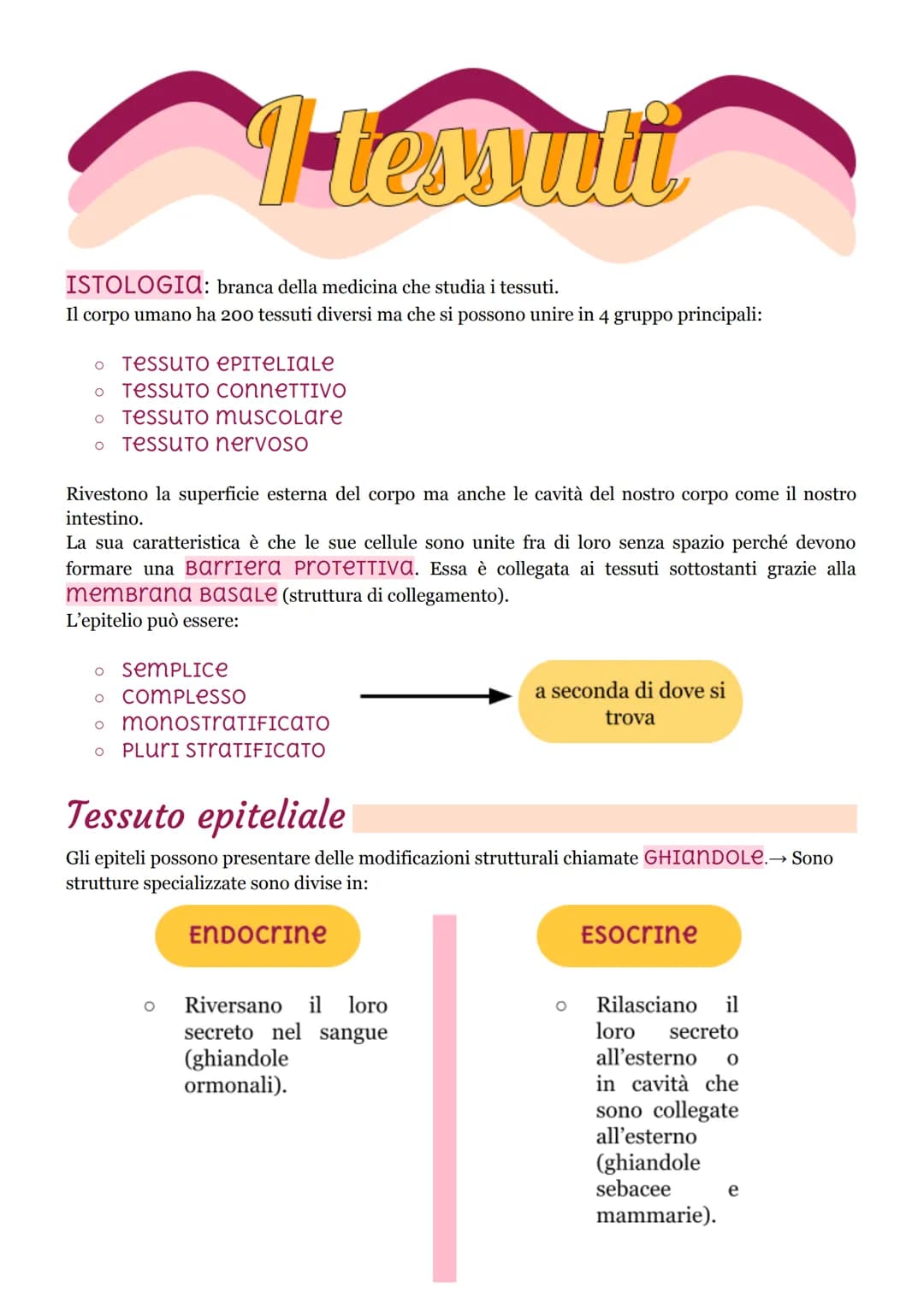 I tessuti
ISTOLOGIA: branca della medicina che studia i tessuti.
Il corpo umano ha 200 tessuti diversi ma che si possono unire in 4 gruppo p