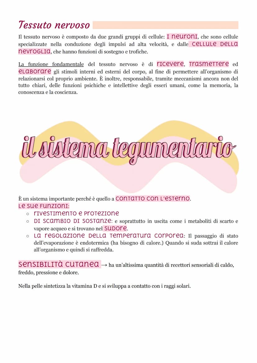 I tessuti
ISTOLOGIA: branca della medicina che studia i tessuti.
Il corpo umano ha 200 tessuti diversi ma che si possono unire in 4 gruppo p