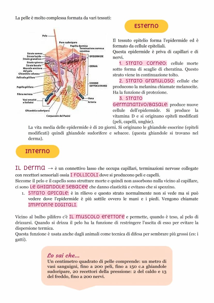 I tessuti
ISTOLOGIA: branca della medicina che studia i tessuti.
Il corpo umano ha 200 tessuti diversi ma che si possono unire in 4 gruppo p