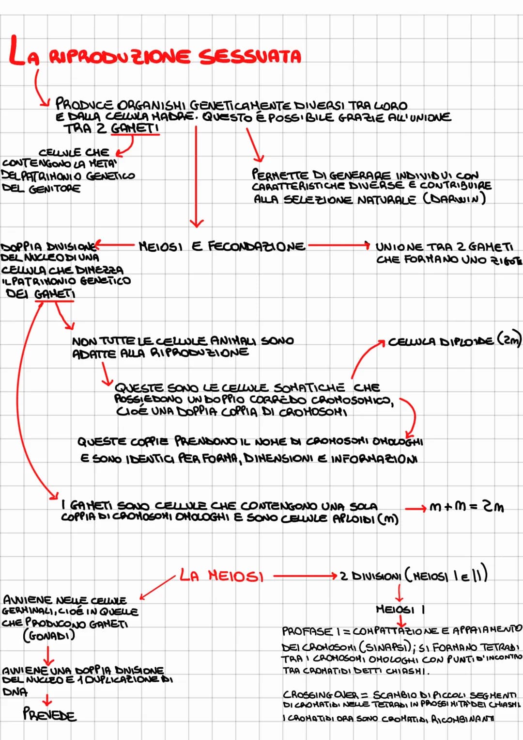 
<p>La riproduzione sessuata è un processo attraverso il quale gli organismi producono discendenti geneticamente diversi tra loro e dalla ce