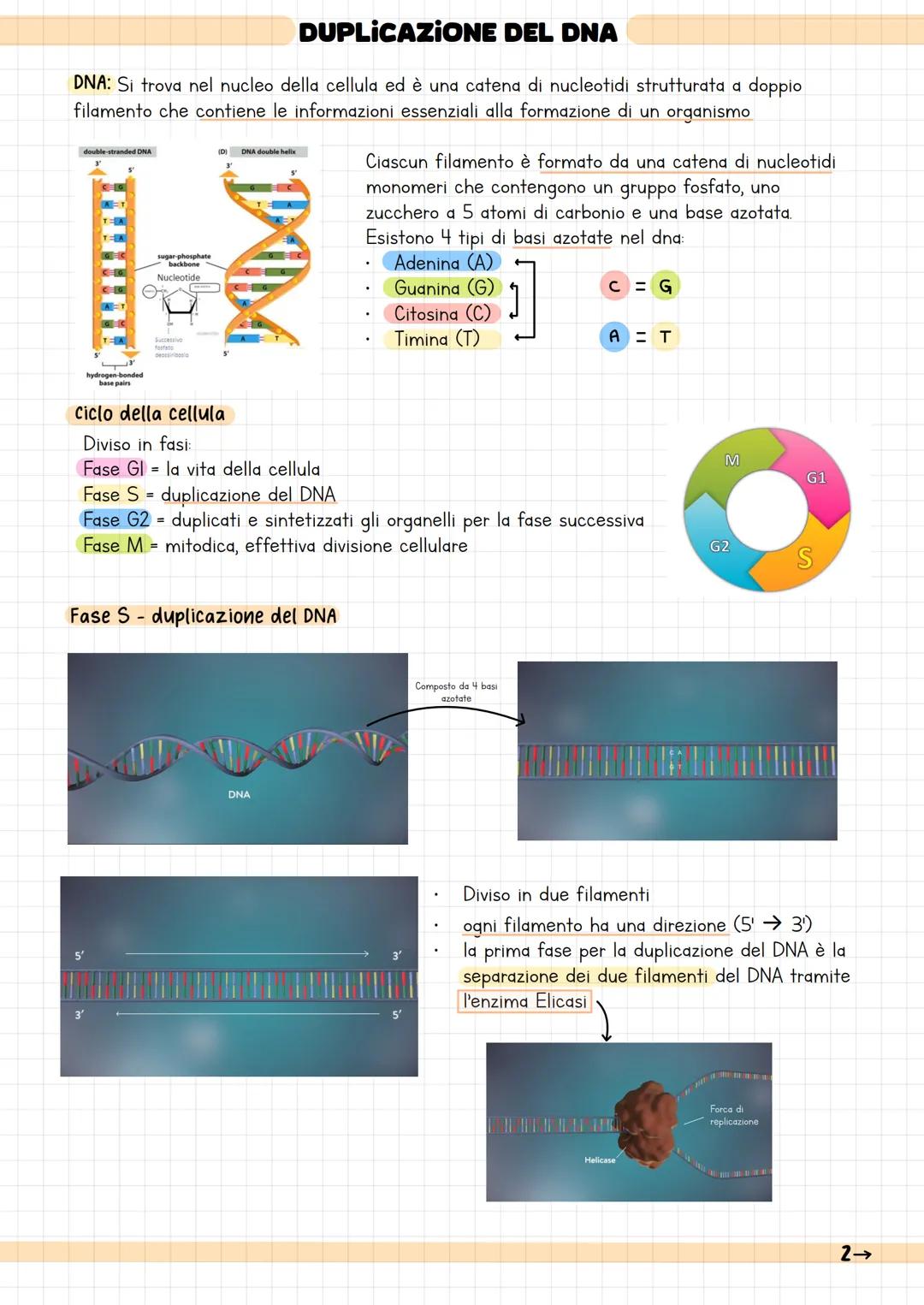 DUPLICAZIONE DEL DNA
DNA: Si trova nel nucleo della cellula ed è una catena di nucleotidi strutturata a doppio
filamento che contiene le inf