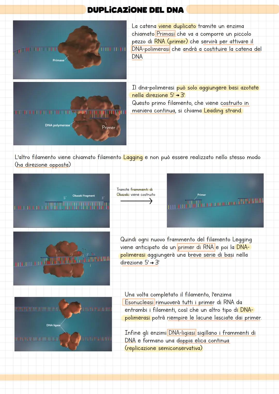 DUPLICAZIONE DEL DNA
DNA: Si trova nel nucleo della cellula ed è una catena di nucleotidi strutturata a doppio
filamento che contiene le inf