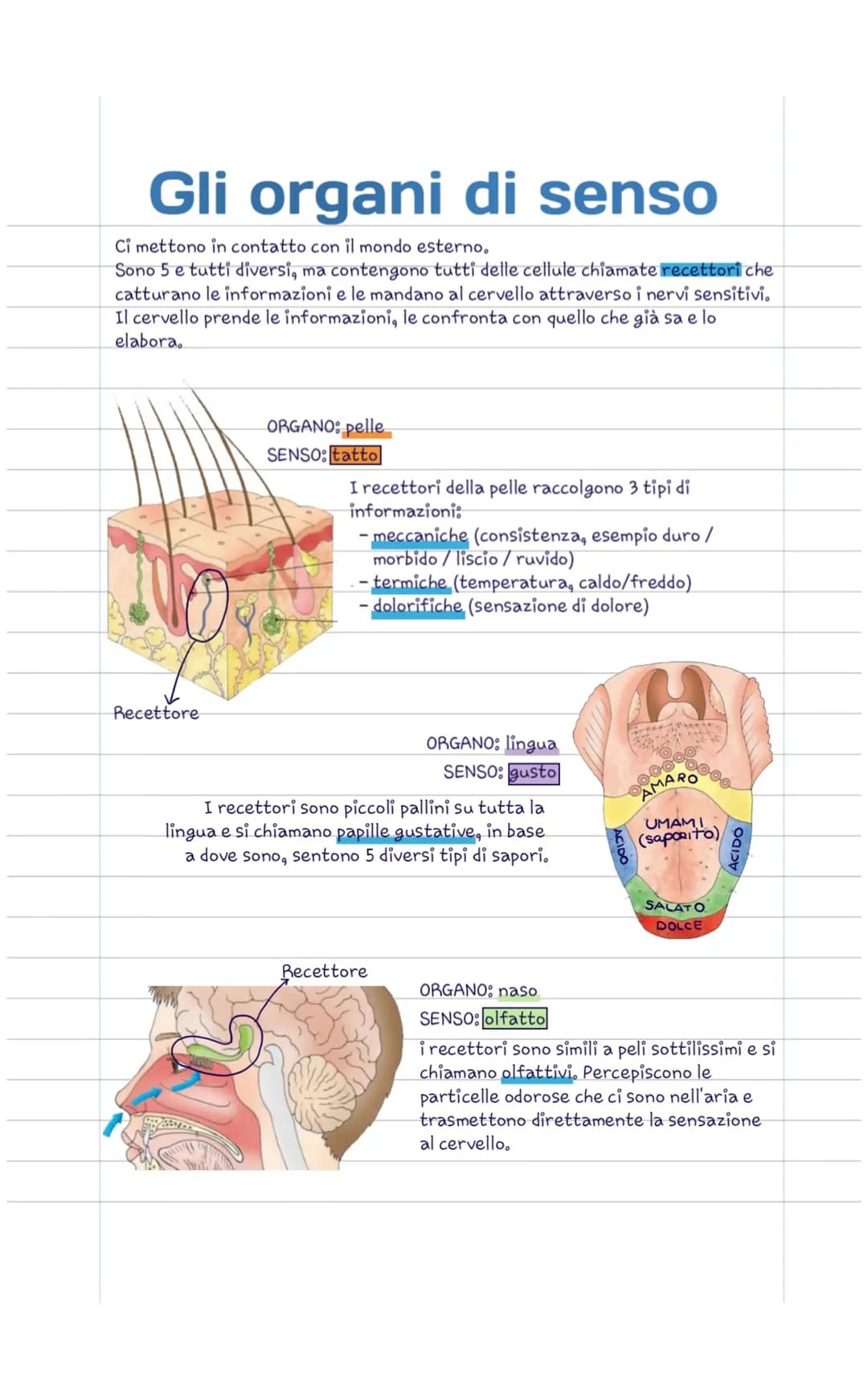 Gli organi di senso
Ci mettono in contatto con il mondo esterno.
Sono 5 e tutti diversi, ma contengono tutti delle cellule chiamate recettor