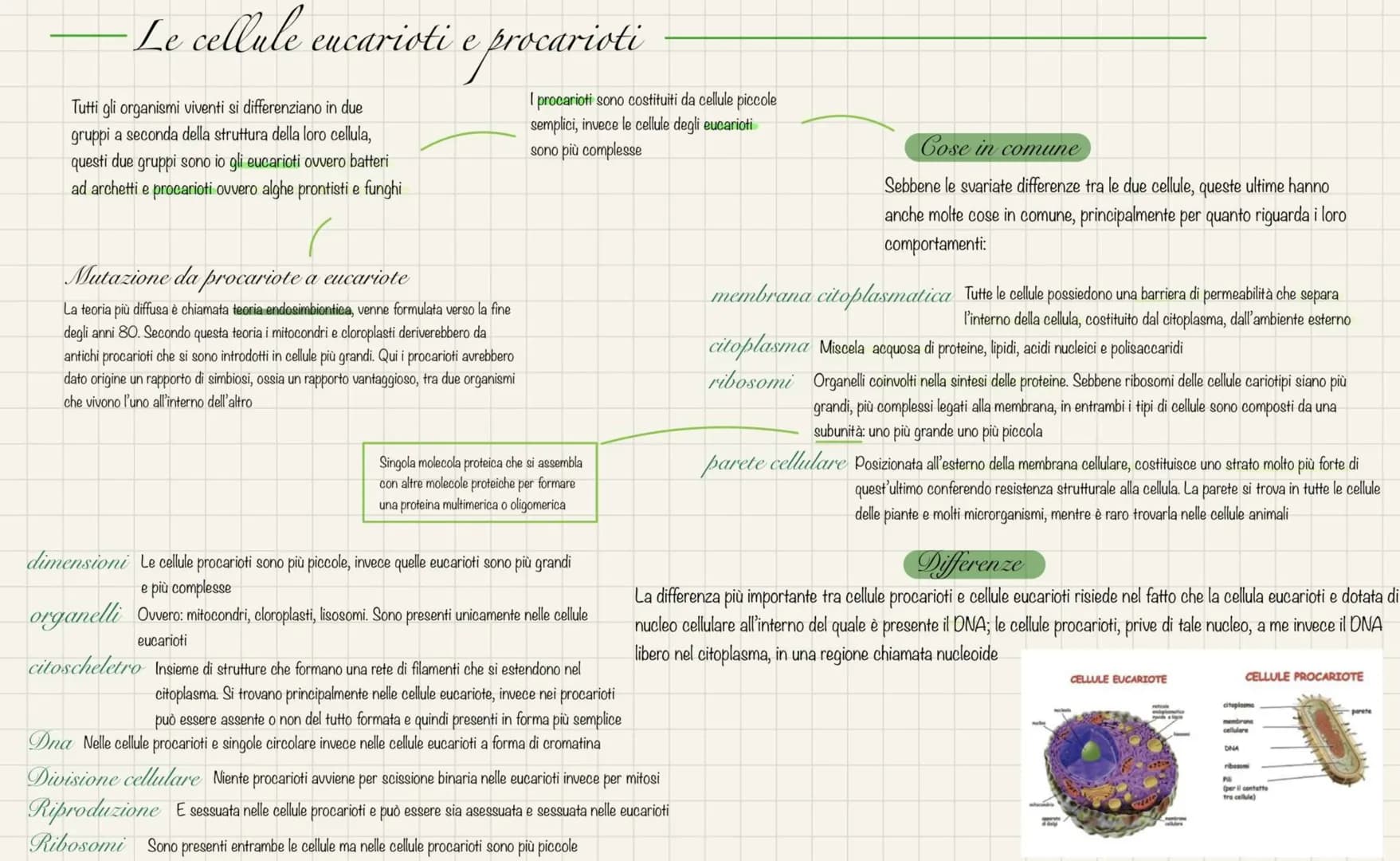 
<p>Le cellule eucariote e procariote si distinguono in due gruppi a seconda della struttura della loro cellula. Gli eucarioti includono bat