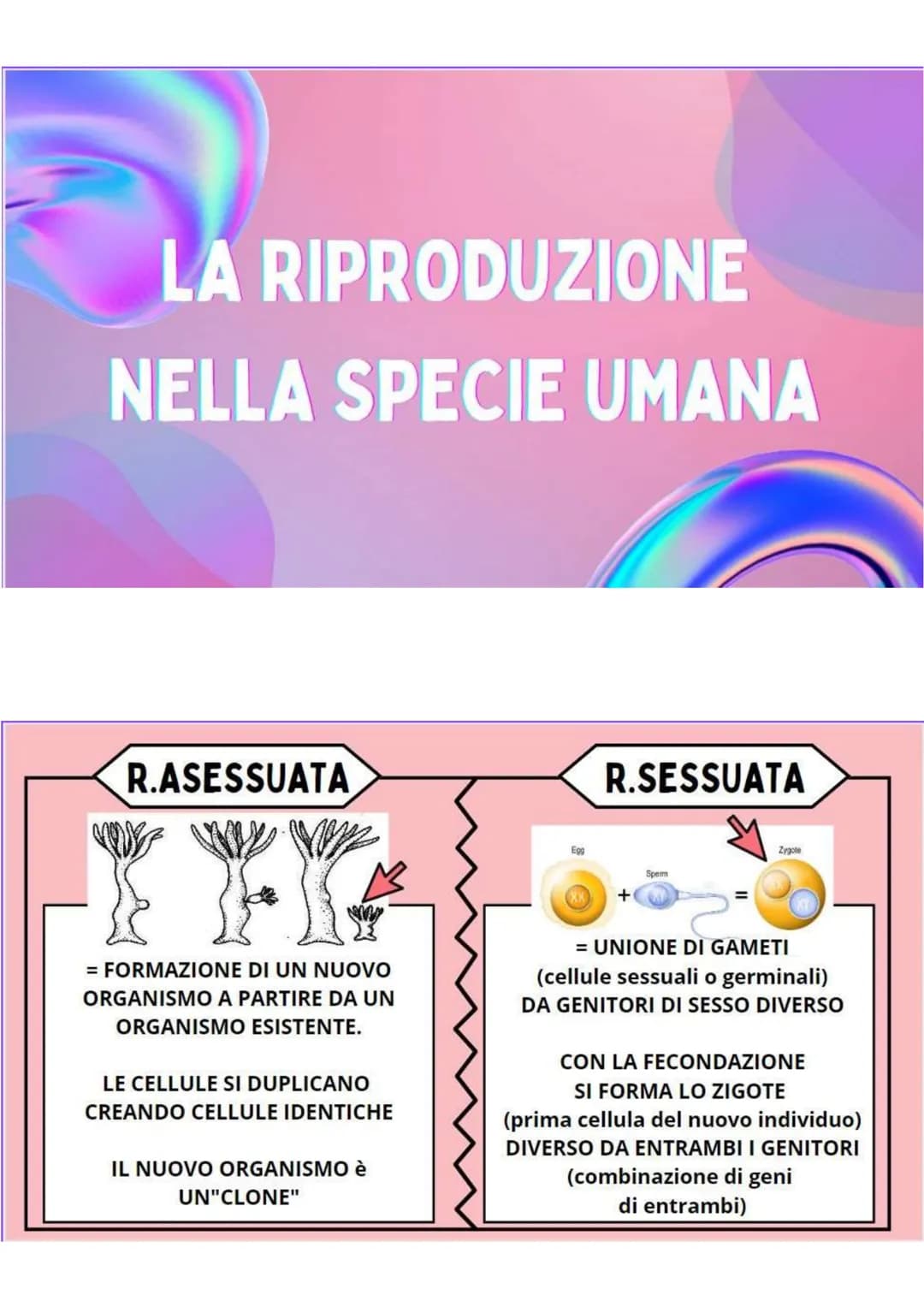 LA RIPRODUZIONE
NELLA SPECIE UMANA
R.ASESSUATA
= FORMAZIONE DI UN NUOVO
ORGANISMO A PARTIRE DA UN
ORGANISMO ESISTENTE.
LE CELLULE SI DUPLICA