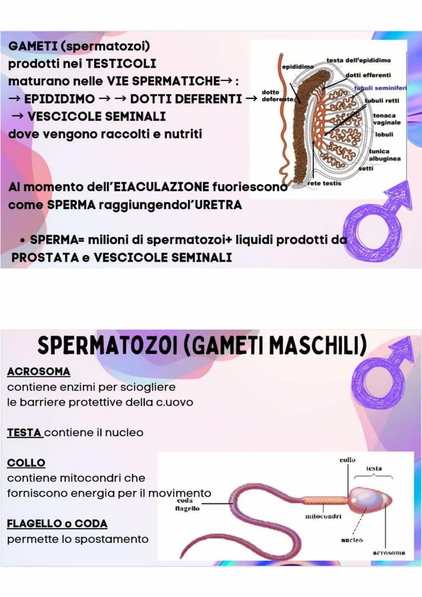 LA RIPRODUZIONE
NELLA SPECIE UMANA
R.ASESSUATA
= FORMAZIONE DI UN NUOVO
ORGANISMO A PARTIRE DA UN
ORGANISMO ESISTENTE.
LE CELLULE SI DUPLICA