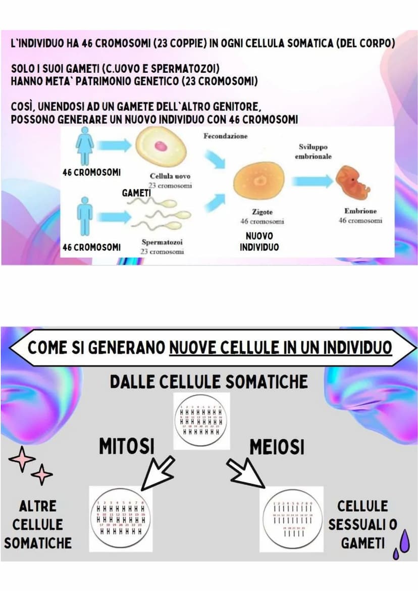 LA RIPRODUZIONE
NELLA SPECIE UMANA
R.ASESSUATA
= FORMAZIONE DI UN NUOVO
ORGANISMO A PARTIRE DA UN
ORGANISMO ESISTENTE.
LE CELLULE SI DUPLICA
