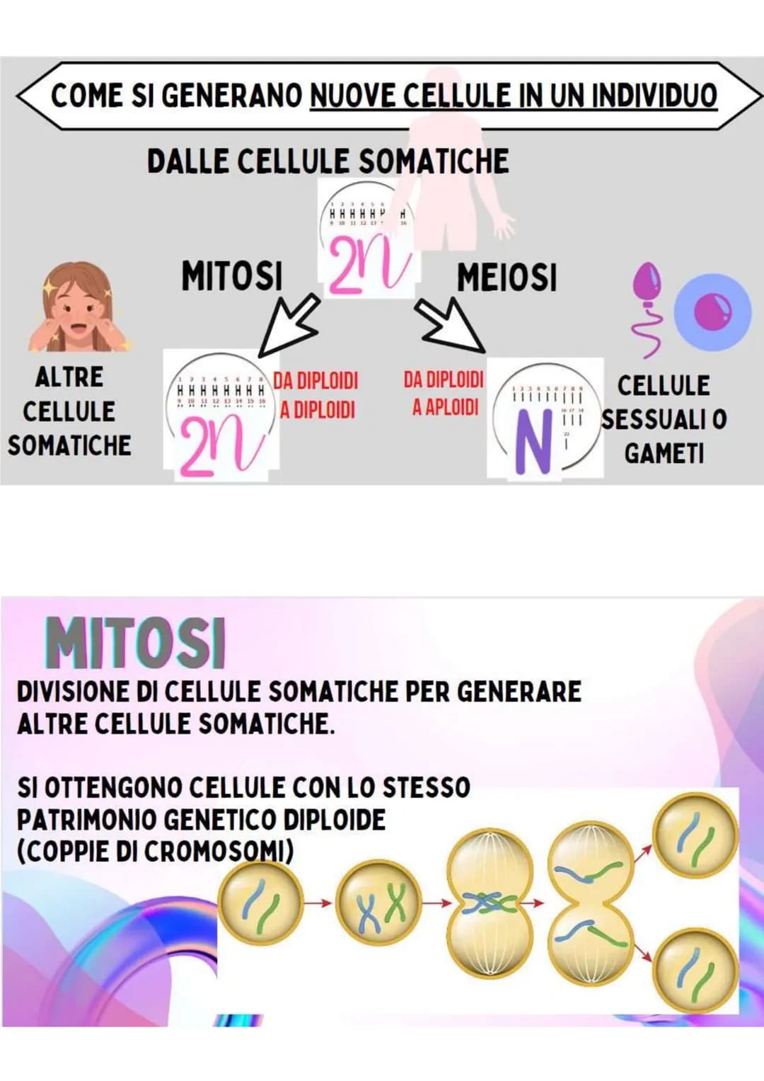 LA RIPRODUZIONE
NELLA SPECIE UMANA
R.ASESSUATA
= FORMAZIONE DI UN NUOVO
ORGANISMO A PARTIRE DA UN
ORGANISMO ESISTENTE.
LE CELLULE SI DUPLICA
