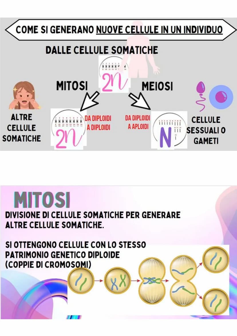 LA RIPRODUZIONE
NELLA SPECIE UMANA
R.ASESSUATA
= FORMAZIONE DI UN NUOVO
ORGANISMO A PARTIRE DA UN
ORGANISMO ESISTENTE.
LE CELLULE SI DUPLICA