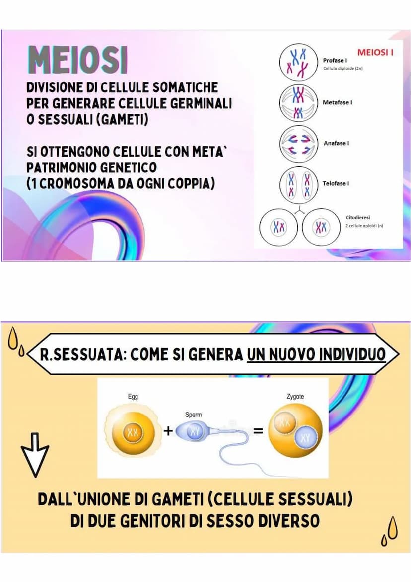 LA RIPRODUZIONE
NELLA SPECIE UMANA
R.ASESSUATA
= FORMAZIONE DI UN NUOVO
ORGANISMO A PARTIRE DA UN
ORGANISMO ESISTENTE.
LE CELLULE SI DUPLICA