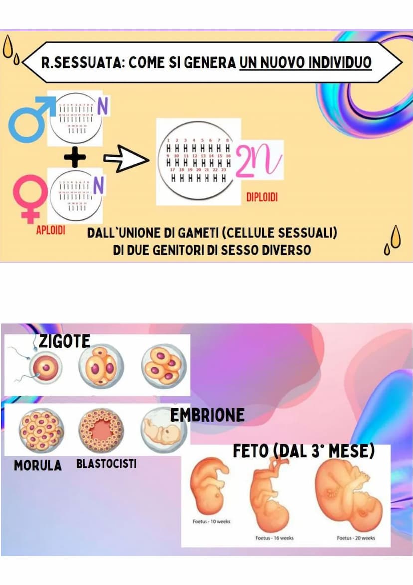 LA RIPRODUZIONE
NELLA SPECIE UMANA
R.ASESSUATA
= FORMAZIONE DI UN NUOVO
ORGANISMO A PARTIRE DA UN
ORGANISMO ESISTENTE.
LE CELLULE SI DUPLICA