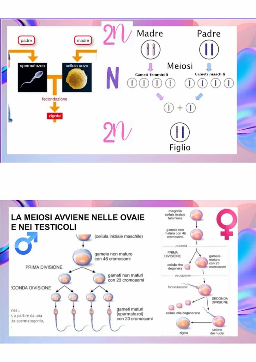 LA RIPRODUZIONE
NELLA SPECIE UMANA
R.ASESSUATA
= FORMAZIONE DI UN NUOVO
ORGANISMO A PARTIRE DA UN
ORGANISMO ESISTENTE.
LE CELLULE SI DUPLICA