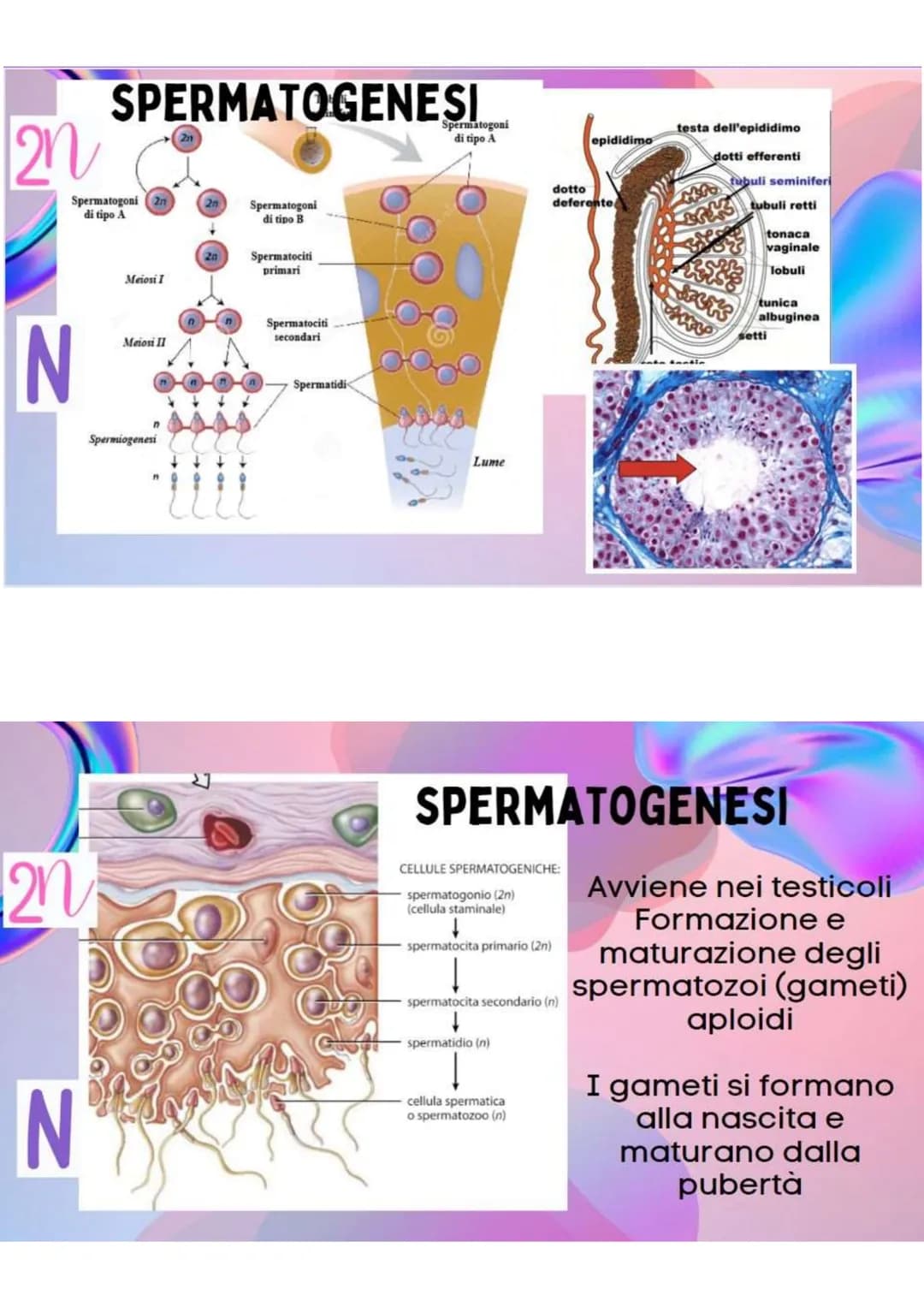 LA RIPRODUZIONE
NELLA SPECIE UMANA
R.ASESSUATA
= FORMAZIONE DI UN NUOVO
ORGANISMO A PARTIRE DA UN
ORGANISMO ESISTENTE.
LE CELLULE SI DUPLICA