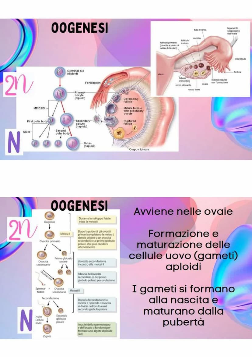 LA RIPRODUZIONE
NELLA SPECIE UMANA
R.ASESSUATA
= FORMAZIONE DI UN NUOVO
ORGANISMO A PARTIRE DA UN
ORGANISMO ESISTENTE.
LE CELLULE SI DUPLICA