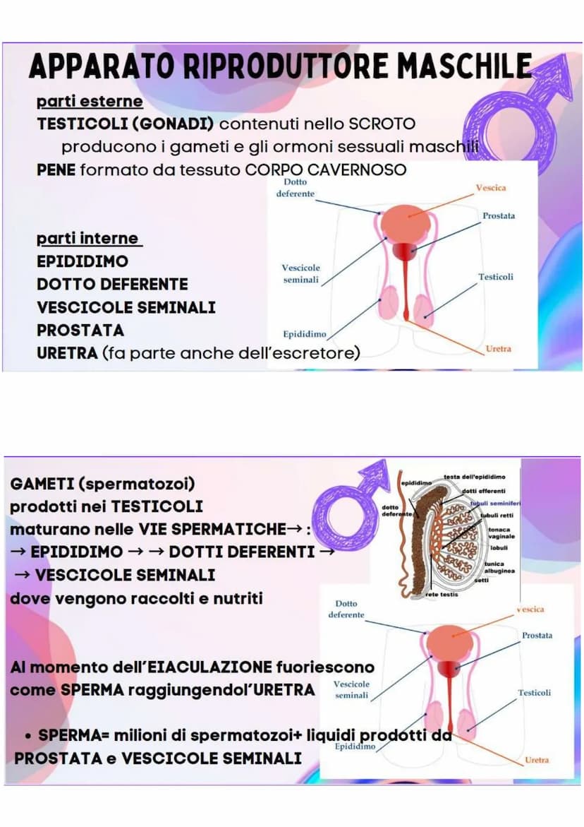 LA RIPRODUZIONE
NELLA SPECIE UMANA
R.ASESSUATA
= FORMAZIONE DI UN NUOVO
ORGANISMO A PARTIRE DA UN
ORGANISMO ESISTENTE.
LE CELLULE SI DUPLICA