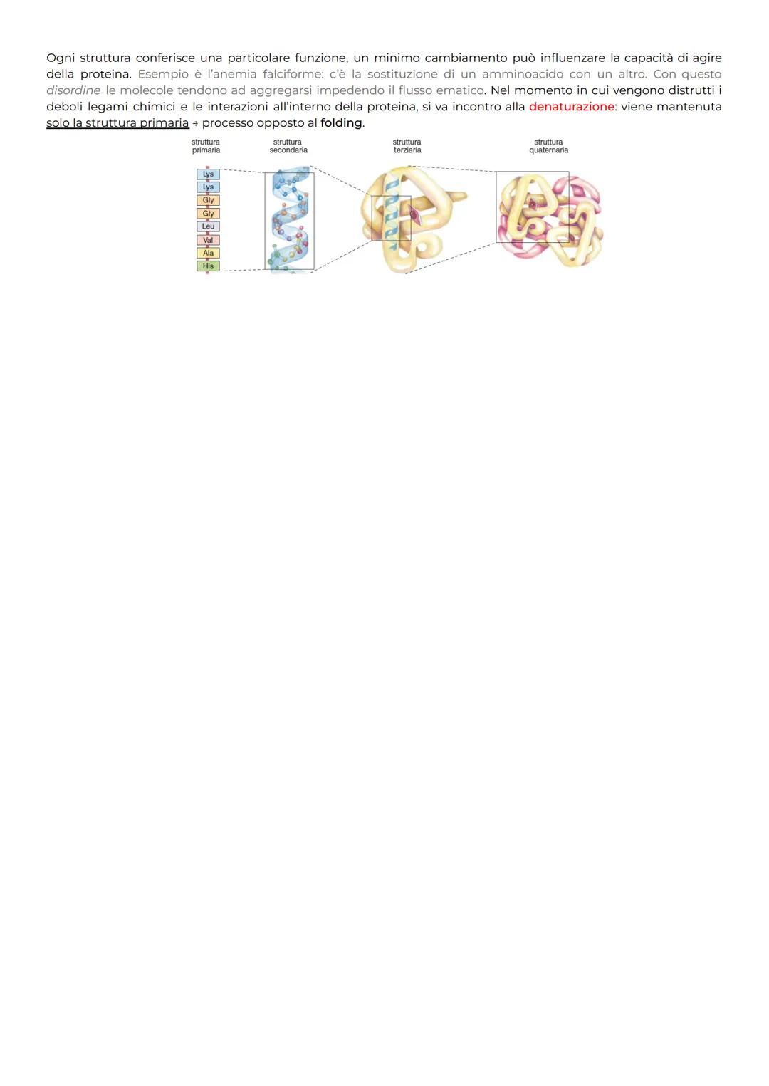 Le PROTEINE → sono polimeri di 20 diversi tipi di amminoacidi
→ è una molecola biologica costituita da uno o più POLIPEPTIDI (polipeptide un