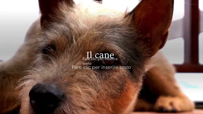 Know Il cane thumbnail