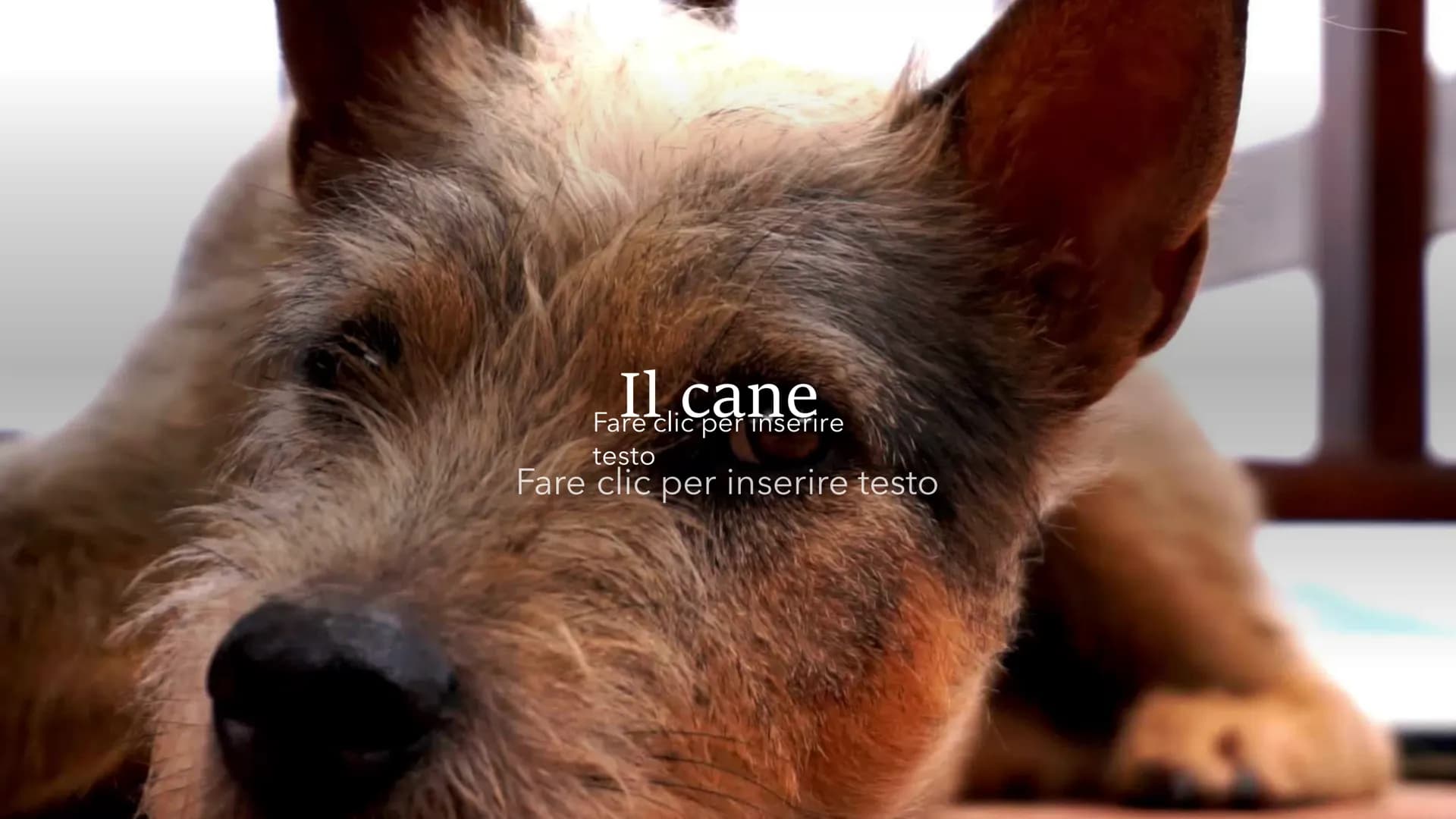 Il cane
Fare clic per inserire
testo
Fare clic per inserire testo Specie
●
• La specie del cane è il canis lupos,
quindi il cane lupo: degli