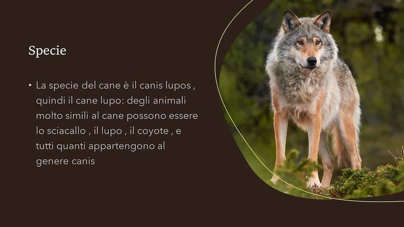 Il cane
Fare clic per inserire
testo
Fare clic per inserire testo Specie
●
• La specie del cane è il canis lupos,
quindi il cane lupo: degli