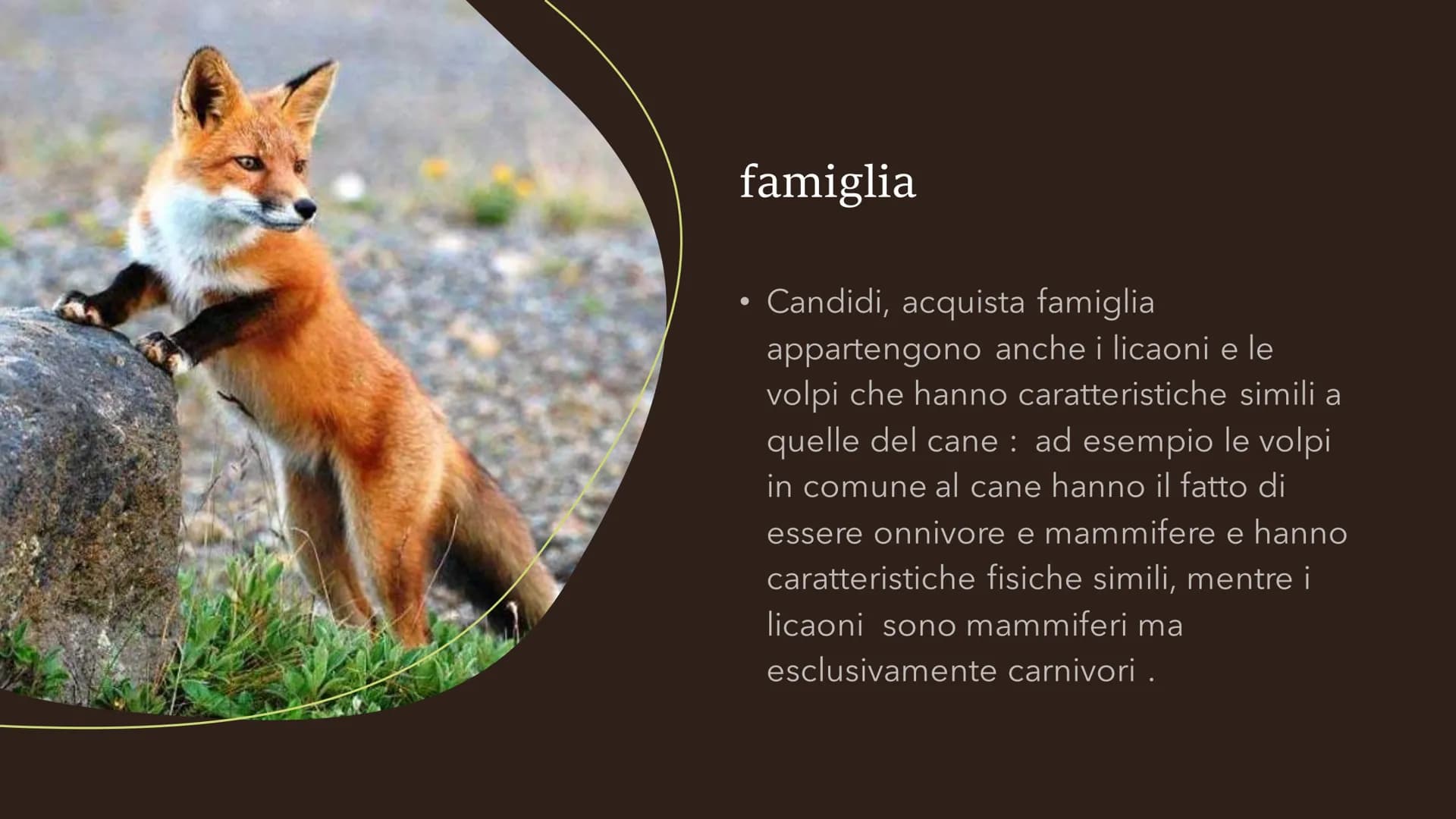 Il cane
Fare clic per inserire
testo
Fare clic per inserire testo Specie
●
• La specie del cane è il canis lupos,
quindi il cane lupo: degli