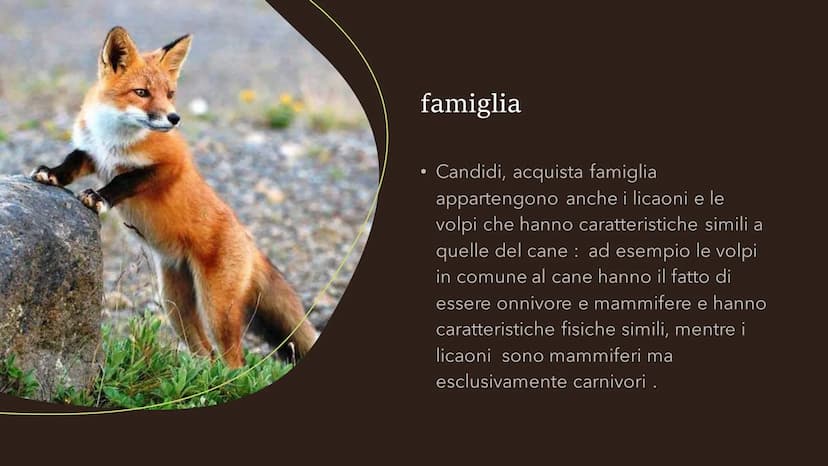 Il cane
Fare clic per inserire
testo
Fare clic per inserire testo Specie
●
• La specie del cane è il canis lupos,
quindi il cane lupo: degli