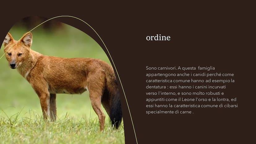 Il cane
Fare clic per inserire
testo
Fare clic per inserire testo Specie
●
• La specie del cane è il canis lupos,
quindi il cane lupo: degli