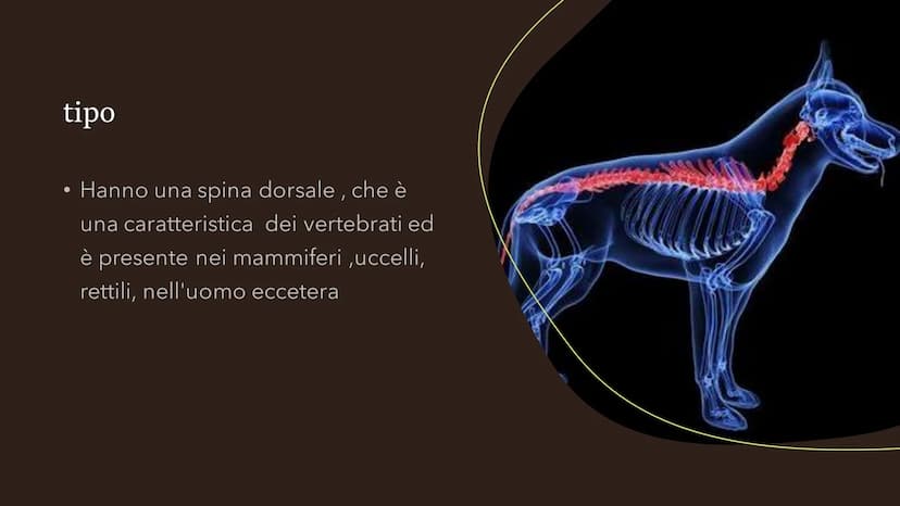 Il cane
Fare clic per inserire
testo
Fare clic per inserire testo Specie
●
• La specie del cane è il canis lupos,
quindi il cane lupo: degli