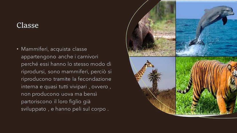 Il cane
Fare clic per inserire
testo
Fare clic per inserire testo Specie
●
• La specie del cane è il canis lupos,
quindi il cane lupo: degli