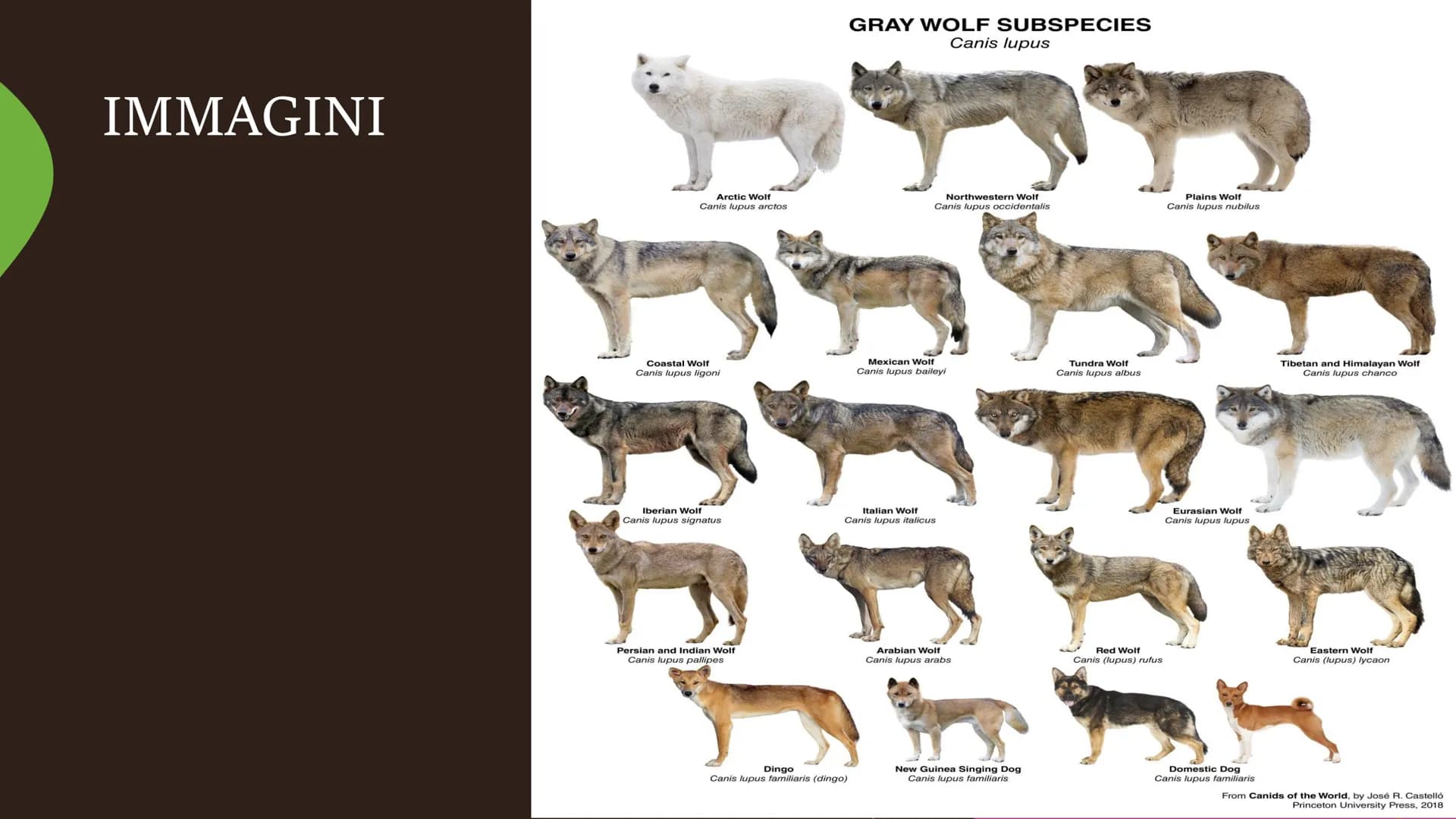 Il cane
Fare clic per inserire
testo
Fare clic per inserire testo Specie
●
• La specie del cane è il canis lupos,
quindi il cane lupo: degli