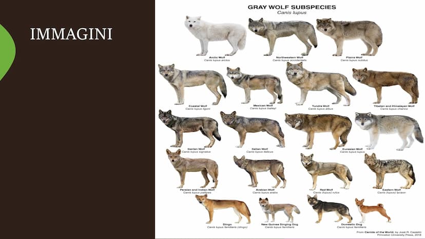 Il cane
Fare clic per inserire
testo
Fare clic per inserire testo Specie
●
• La specie del cane è il canis lupos,
quindi il cane lupo: degli