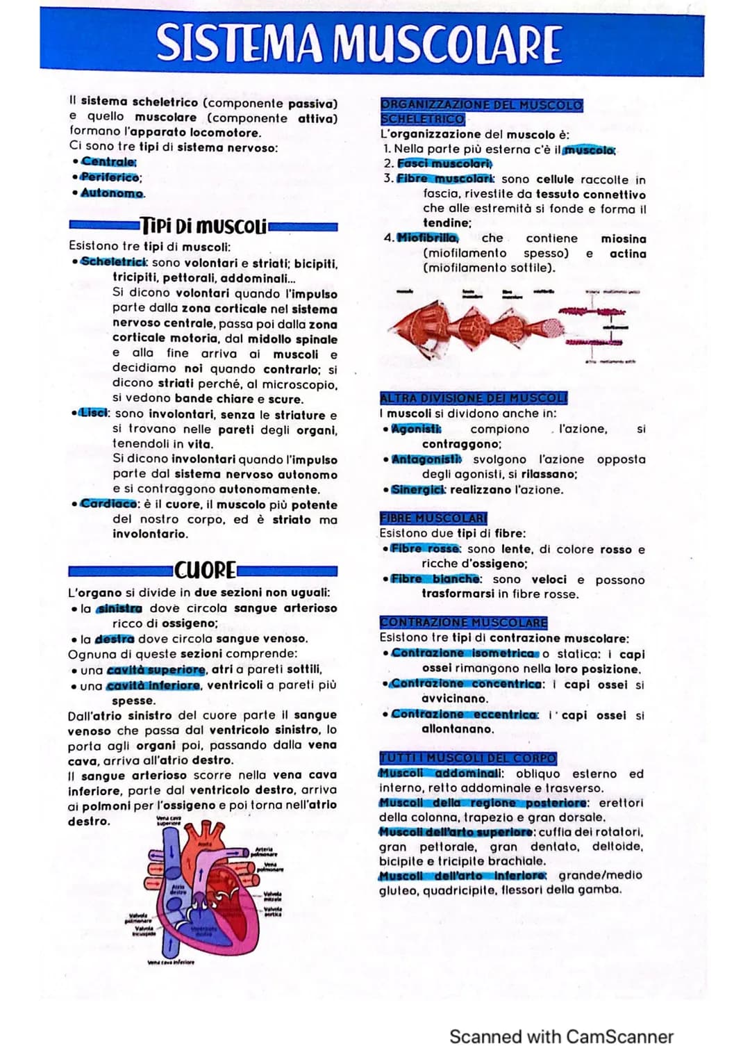 
<p>Il sistema scheletrico è la componente passiva, mentre quello muscolare è la componente attiva che insieme formano l'apparato locomotore
