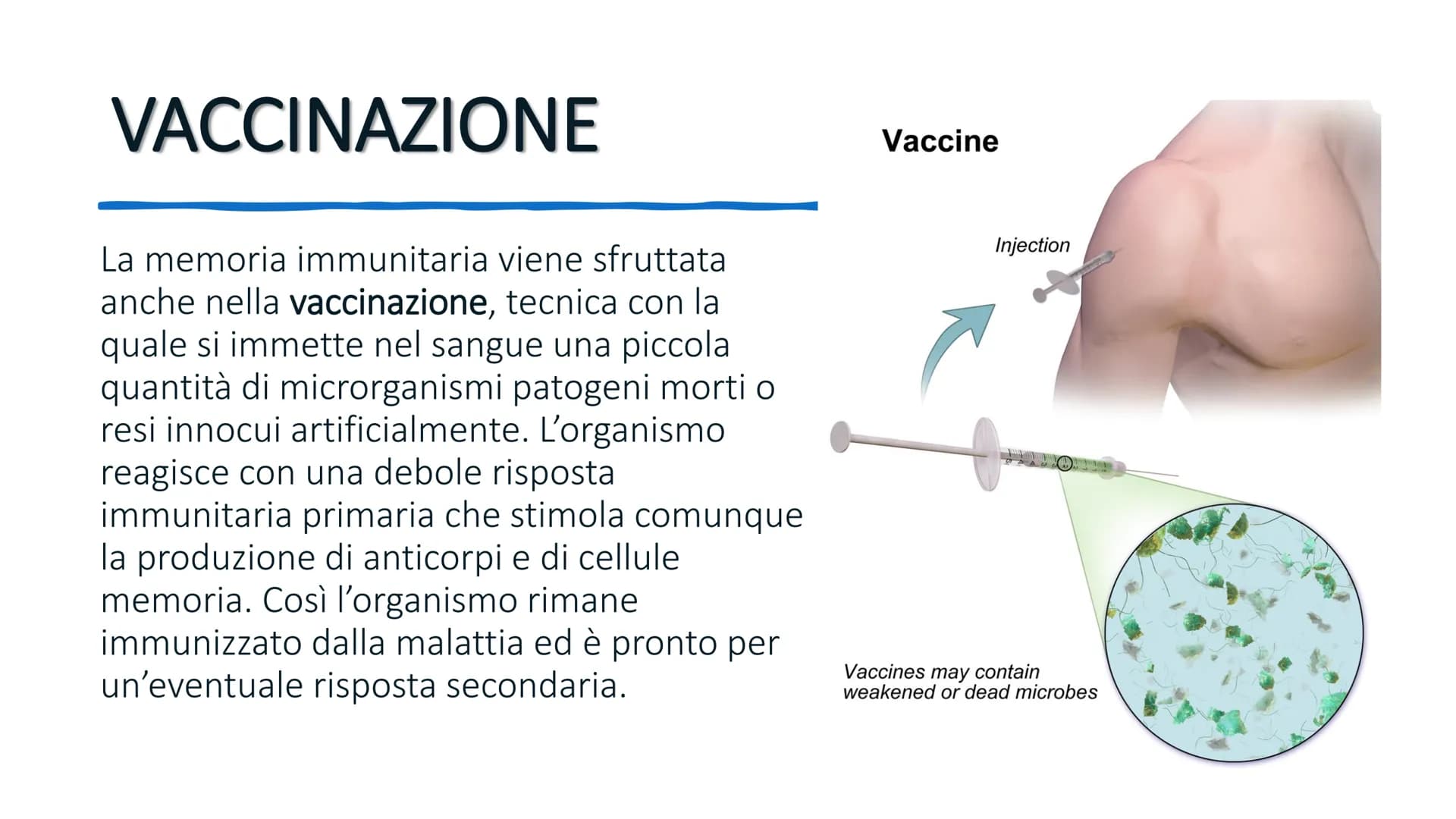 SISTEMA IMMUNITARIO # AGENTI PATOGENI

L'ambiente esterno pullula di batteri, virus e protozoi. Molti di questi
sono patogeni, cioè causano 