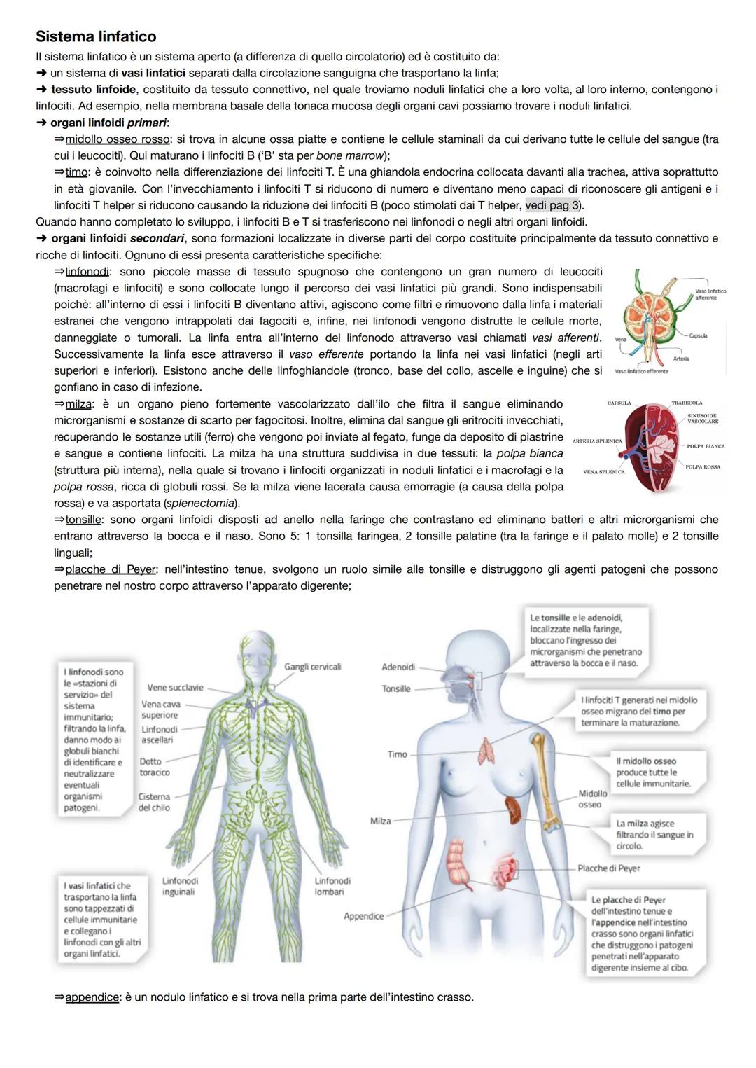Sistema linfatico
Il sistema linfatico è un sistema aperto (a differenza di quello circolatorio) ed è costituito da:
→ un sistema di vasi li