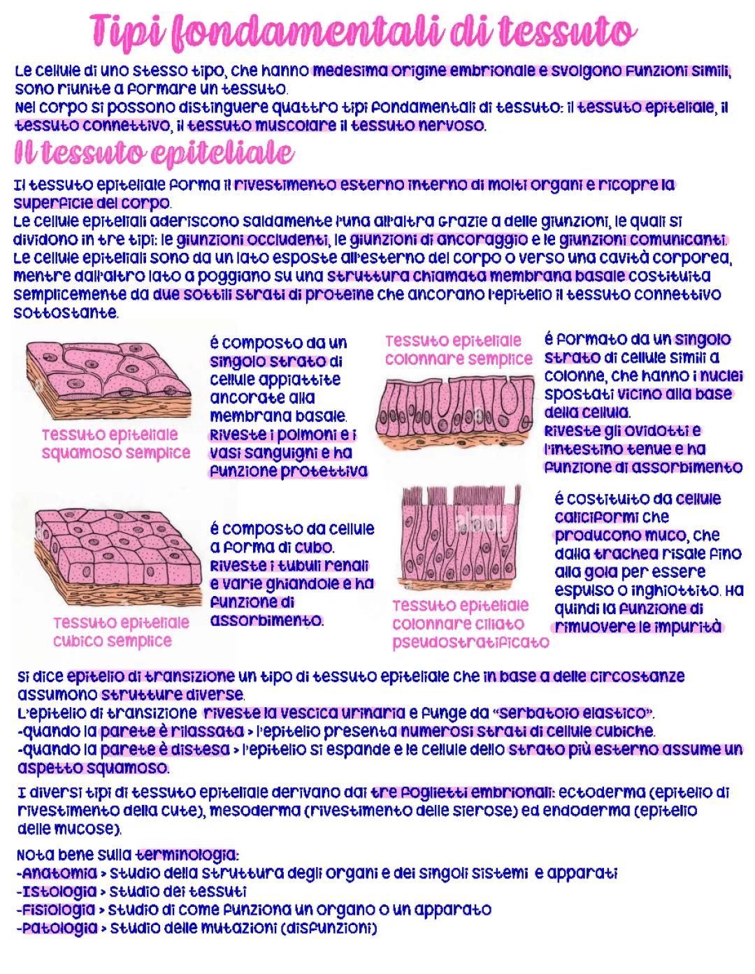 Scopri il Magico Mondo del Tessuto Epiteliale e Connettivo - Riassunto e Schemi per Bambini!