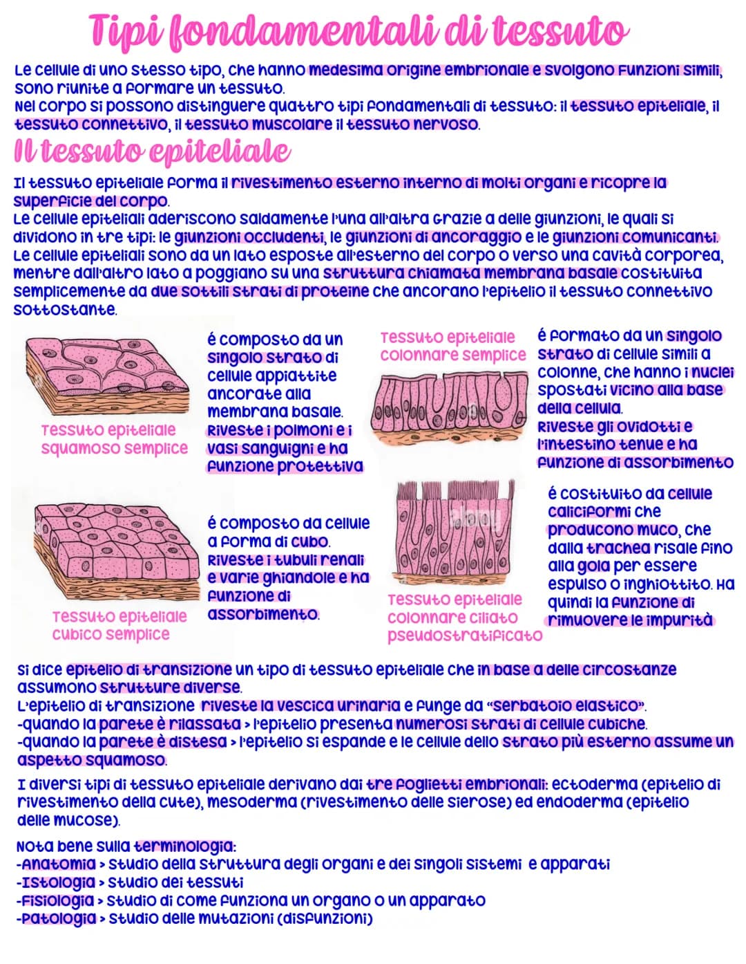Tipi fondamentali di tessuto
Le cellule di uno stesso tipo, che hanno medesima origine embrionale e svolgono Funzioni simili,
sono riunite a