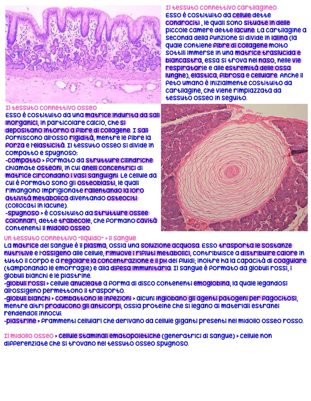 Tipi fondamentali di tessuto
Le cellule di uno stesso tipo, che hanno medesima origine embrionale e svolgono Funzioni simili,
sono riunite a