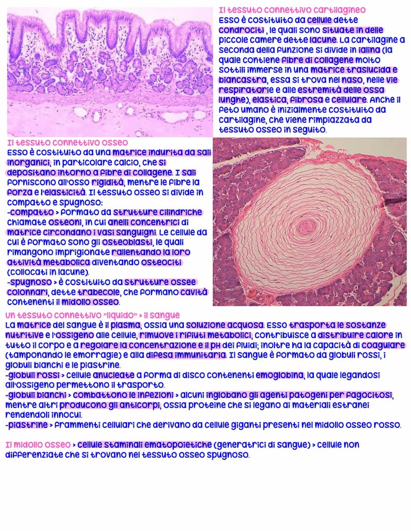 Tipi fondamentali di tessuto
Le cellule di uno stesso tipo, che hanno medesima origine embrionale e svolgono Funzioni simili,
sono riunite a