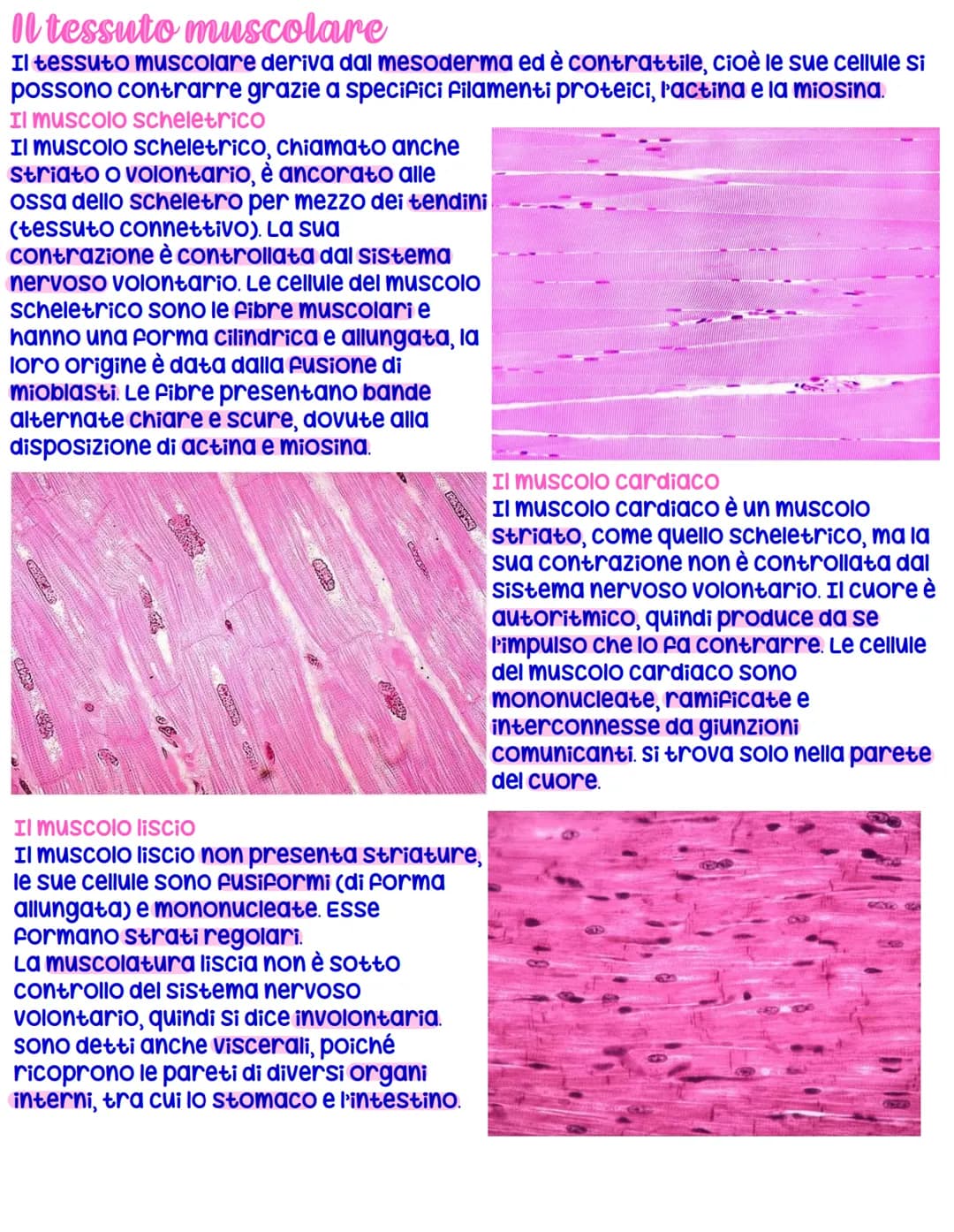 Tipi fondamentali di tessuto
Le cellule di uno stesso tipo, che hanno medesima origine embrionale e svolgono Funzioni simili,
sono riunite a