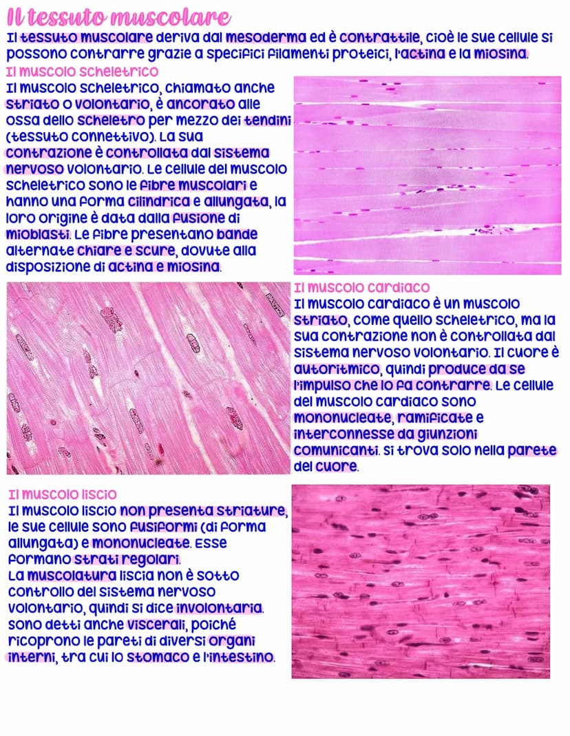 Tipi fondamentali di tessuto
Le cellule di uno stesso tipo, che hanno medesima origine embrionale e svolgono Funzioni simili,
sono riunite a