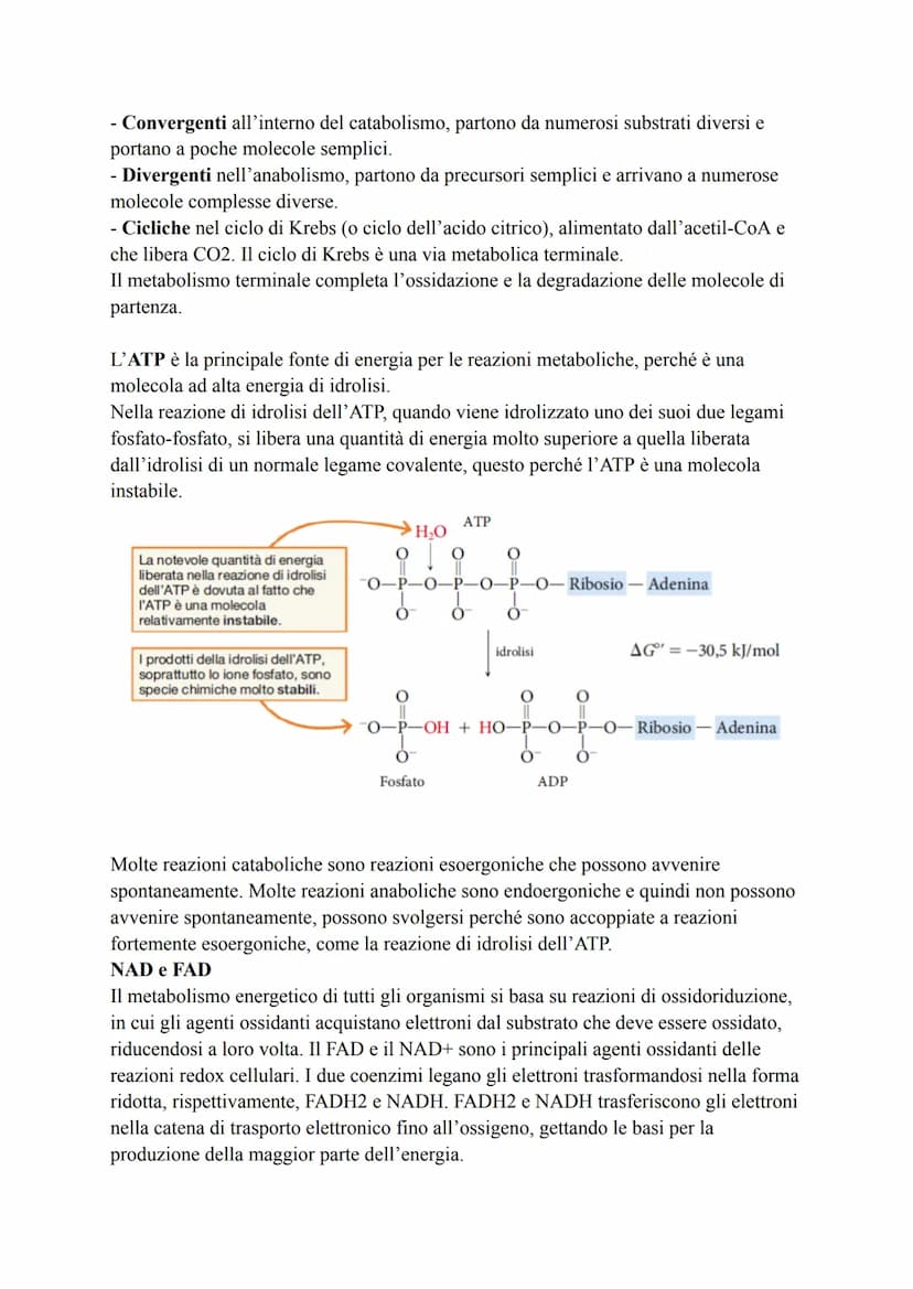 Biochimica
La biochimica si occupa dei viventi, comprende lo studio delle biomolecole, la
loro organizzazione, le interazioni e le trasforma