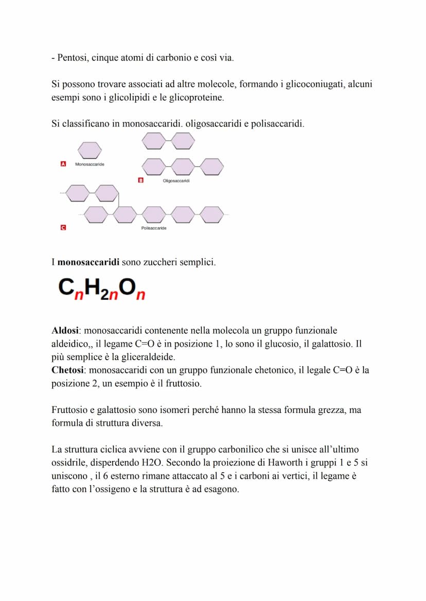 Biochimica
La biochimica si occupa dei viventi, comprende lo studio delle biomolecole, la
loro organizzazione, le interazioni e le trasforma