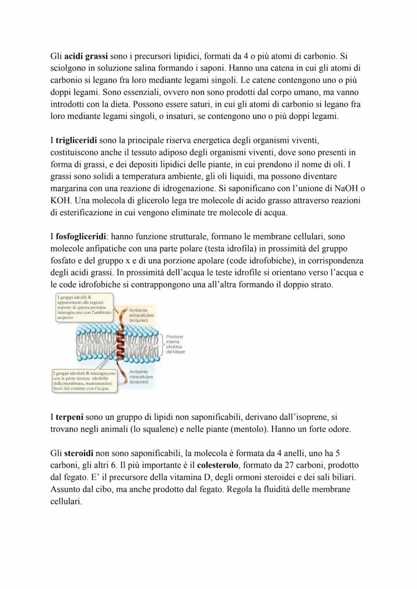 Biochimica
La biochimica si occupa dei viventi, comprende lo studio delle biomolecole, la
loro organizzazione, le interazioni e le trasforma